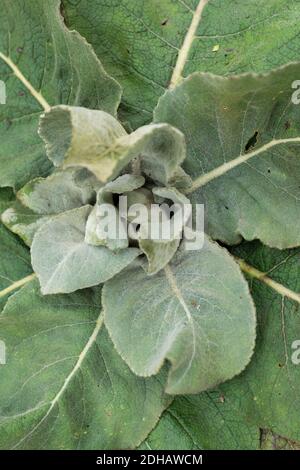 Feuilles vertes avec des plantes de boucles dans la nature. Saison nouvelle vie. Gros plan Banque D'Images