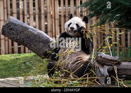 Madrid, Espagne. 10 décembre 2020. Un ours panda géant (Ailuropoda melanoluc) mangeant du bambou photographié dans son enceinte au zoo de Madrid. Le zoo de Madrid enregistre peu de présence publique en raison de la pandémie du coronavirus (COVID-19). Credit: Marcos del Mazo/Alay Live News Banque D'Images
