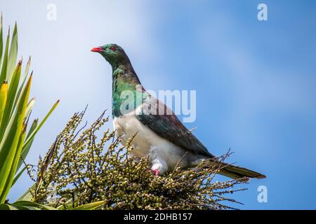 Vue sur le pigeon néo-zélandais adulte perché dans un chou Banque D'Images