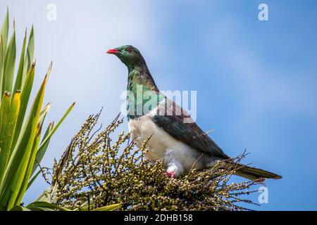 Vue sur le pigeon néo-zélandais adulte perché dans un chou Banque D'Images