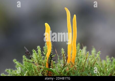 Clavulinopsis helvola, champignon de club doré, champignons sauvages de Finlande Banque D'Images