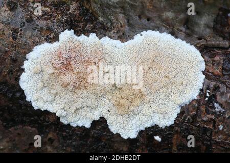 Phlebia rufa, également appelé Merulius rufus, un champignon de la croûte de Finlande sans nom anglais commun Banque D'Images