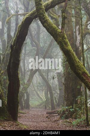 forêt de laurier magique, chemin brumeux et arbres avec mousse Banque D'Images