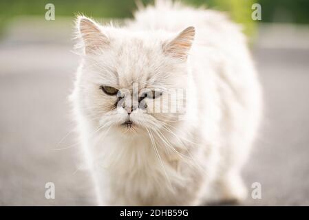 Chat perse blanc avec taches de déchirure noires sous les yeux. Banque D'Images