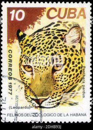 Saint-Pétersbourg, Russie - 05 décembre 2020 : timbre imprimé à Cuba avec l'image du léopard, Panthera pardus, vers 1977 Banque D'Images