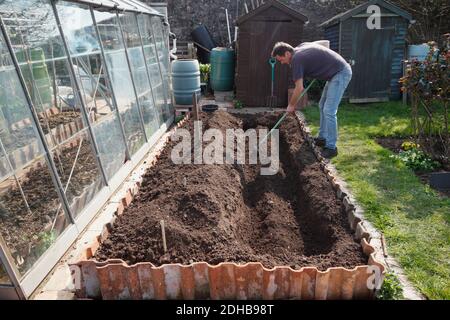 Plantation d'asperges. Une série d'images illustrant les étapes de la création d'un lit d'asperges sur une allotissement à Bristol. ROYAUME-UNI. Étape 3. Banque D'Images