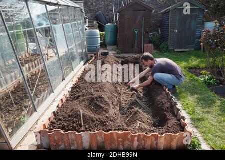 Plantation d'asperges. Une série d'images illustrant les étapes de la création d'un lit d'asperges sur une allotissement à Bristol. ROYAUME-UNI. Étape 4. Banque D'Images