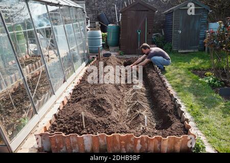 Plantation d'asperges. Une série d'images illustrant les étapes de la création d'un lit d'asperges sur une allotissement à Bristol. ROYAUME-UNI. Étape 4. Banque D'Images