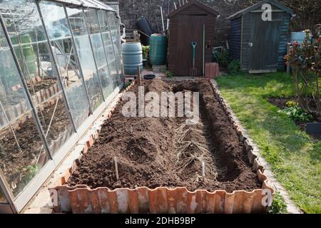 Plantation d'asperges. Une série d'images illustrant les étapes de la création d'un lit d'asperges sur une allotissement à Bristol. ROYAUME-UNI. Étape 4. Banque D'Images