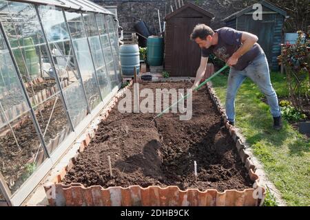 Plantation d'asperges. Une série d'images illustrant les étapes de la création d'un lit d'asperges sur une allotissement à Bristol. ROYAUME-UNI. Étape 5. Banque D'Images