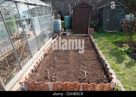 Plantation d'asperges. Une série d'images illustrant les étapes de la création d'un lit d'asperges sur une allotissement à Bristol. ROYAUME-UNI. Étape 5. Banque D'Images