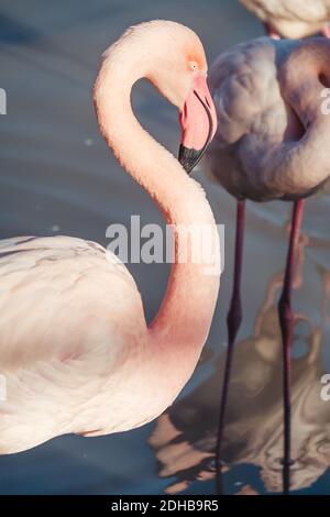 Un gros plan vertical d'un magnifique flamants roses Banque D'Images