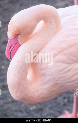 Un gros plan vertical d'un magnifique flamants roses Banque D'Images
