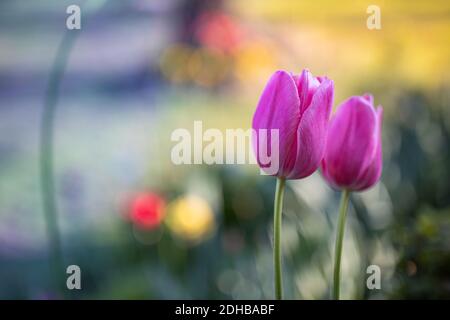 Pleine fleur couple tulipes dans le jardin par jour ensoleillé. Fleurs de printemps jardinage nature paysage avec arbres et prairie flous Banque D'Images