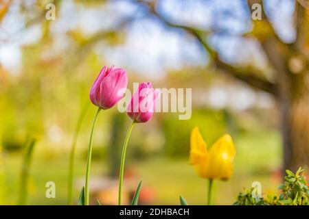 Pleine fleur couple tulipes dans le jardin par jour ensoleillé. Fleurs de printemps jardinage nature paysage avec arbres et prairie flous Banque D'Images