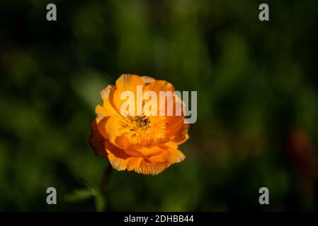 Belles fleurs dans l'ouest de la Mongolie. La Mongolie est très beau pays à visiter pour voir des fleurs même sur les montagnes aussi, peut les trouver n'importe où. Banque D'Images