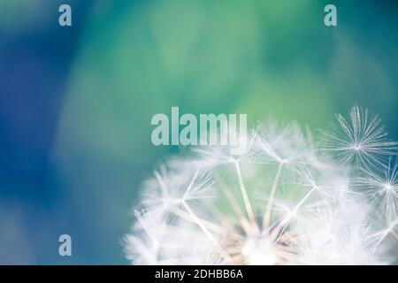 Gros plan du pissenlit sur fond naturel. Détails lumineux et délicats de la nature. Concept de nature inspirant, décor bleu et vert flou de bokeh Banque D'Images