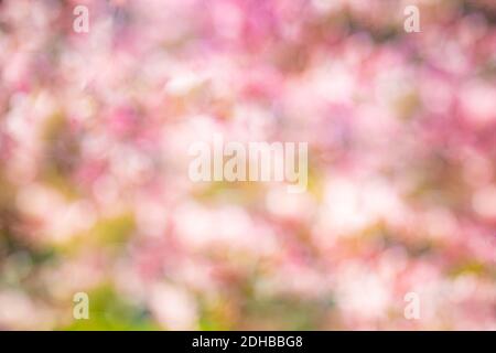 Arrière-plan de printemps abstrait avec fleurs roses. Fond de bokeh violet et blanc de forêt naturelle Banque D'Images