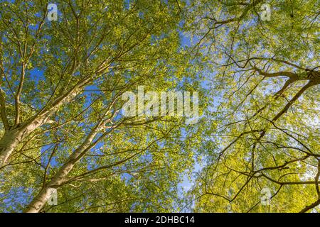 Arbres de forêt, laisse de beaux rayons de soleil. Paysage naturel paisible et relaxant, vue sur le ciel aux couleurs douces et les rayons du soleil. Environnement paisible, silhouette Banque D'Images
