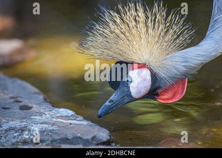 Beautiful crowned crane with blue eye and red wattle. Black Crowned Crane (Balearica pavonina) Stock Photo