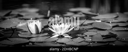 Fleur noire et blanche Lotus rose, plante aquatique avec réflexion. Spa zen concept, paisible nature proche, étang de jardin floral, processus monochrome Banque D'Images