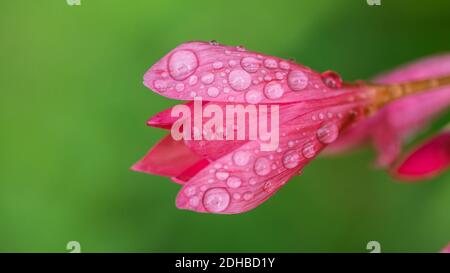 Un gros plan de la fleur rose d'un nénuphar recouvert de gouttes de pluie. Banque D'Images