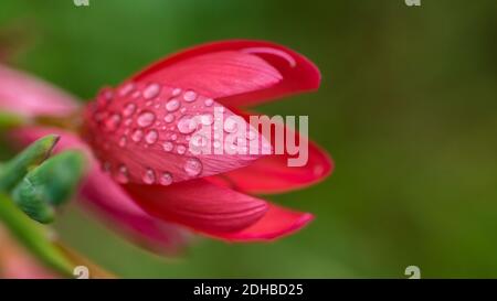 Un gros plan de la fleur rose d'un nénuphar recouvert de gouttes de pluie. Banque D'Images