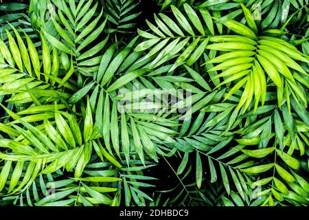Texture de la feuille de palmier tropicale, grand feuillage de palmier nature fond vert foncé. Magnifique motif naturel, fond d'écran, modèle de carte nature Banque D'Images