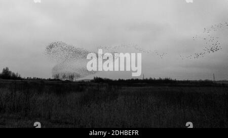 10 décembre 2020: UK Wildlife - Murmuration of starlings (Sturnus vulgaris) crée un coeur volant à la réserve naturelle de RSPB, Fairburn ings, West Yorkshire, Angleterre, Royaume-Uni Banque D'Images