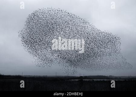 10 décembre 2020: UK Wildlife - sauver nos hérissons dire les étoiles ?! La Murmuration des étoiles (Sturnus vulgaris) crée un énorme hérisson dans le ciel à la réserve naturelle de RSPB, Fairburn ings, West Yorkshire, Angleterre, Royaume-Uni Banque D'Images