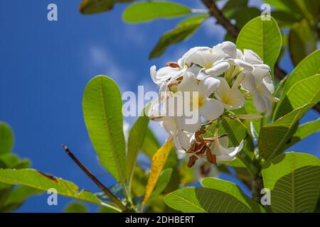 Frangipani Plumeria fleurs tropicales, fleurs fraîches Banque D'Images