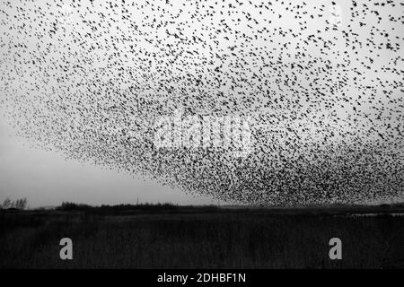 10 décembre 2020 : faune du Royaume-Uni - les visiteurs lucky regardent une murmure d'étoiles (Sturnus vulgaris) au-dessus de la réserve naturelle de RSPB, Fairburn ings, West Yorkshire, Angleterre, Royaume-Uni Banque D'Images