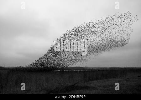 10 décembre 2020: UK Wildlife - les visiteurs lucky ont une murmure d'étoiles (Sturnus vulgaris) descendant à la nost devant leur nez à la réserve naturelle de RSPB, Fairburn ings, West Yorkshire, Angleterre, Royaume-Uni Banque D'Images