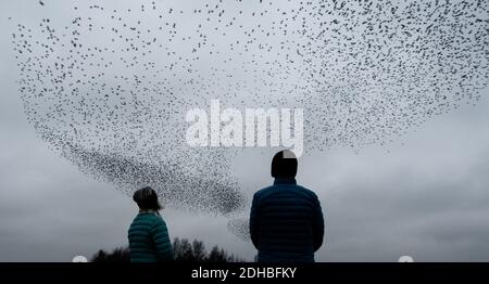 10 décembre 2020: UK Wildlife - deux personnes regardent am surhead murmuration des étoiles (Sturnus vulgaris) à la réserve naturelle de RSPB, Fairburn ings, West Yorkshire, Angleterre, Royaume-Uni Banque D'Images