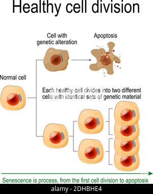 Une division cellulaire saine. Chaque cellule saine se divise en deux cellules différentes avec des ensembles identiques de matériel génétique. La sénescence est un processus Illustration de Vecteur