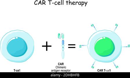 Immunothérapie. Récepteur de l'antigène des cellules T et chimères (CAR). Thérapie biologique Illustration de Vecteur