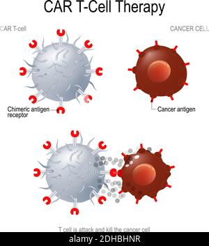 IMMUNOTHÉRAPIE CAR T. Les récepteurs artificiels des lymphocytes T sont des protéines qui ont été conçues pour le traitement du cancer (élimination des cellules tumorales). Illustration de Vecteur