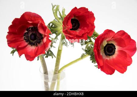 Fleurs rouges d'anémone sur fond blanc. Espace de copie Banque D'Images