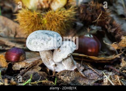 Un gros plan sélectif d'un chestnut blanc champignons dans le sol d'une forêt de châtaigniers Banque D'Images