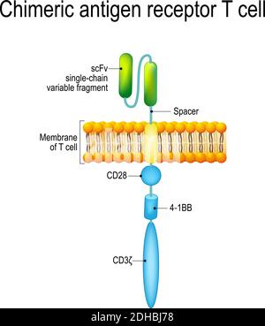 Cellule T du récepteur de l'antigène chimérique (CAR). Les récepteurs artificiels des lymphocytes T sont des protéines qui ont été conçues pour le traitement du cancer (élimination des cellules tumorales) Illustration de Vecteur