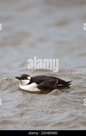 Guillemot (Uria aalge) Banque D'Images