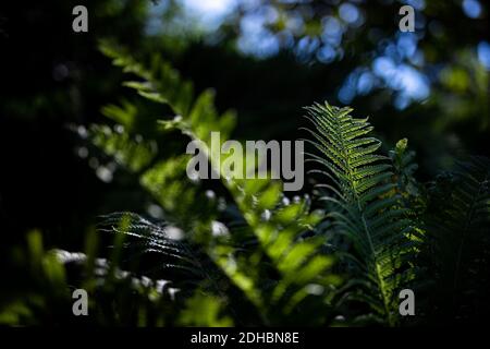 Macro of green fern petals. Green plant fern blossomed. Fern on the background of green nature texture Stock Photo