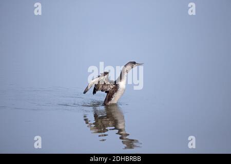 Jiujitsu (Gavia stellata) Banque D'Images