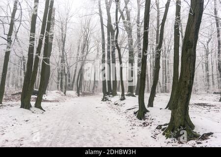 troncs d'arbre en hiver avec neige Banque D'Images