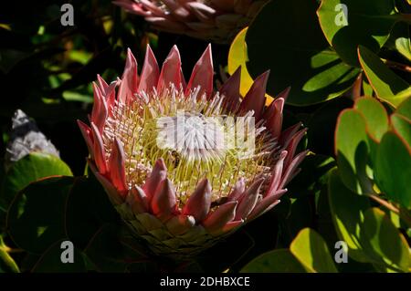 Roi Protea 'Protea cynaroides' la plus grande fleur du protea Famille une espèce indigène d'Afrique du Sud en pleine floraison Les jardins de l'abbaye sur Tresco isl Banque D'Images