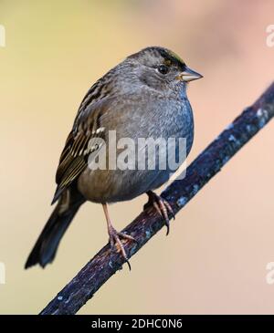 Moineau à couronne dorée perchée sur une branche avec un fond pastel doux Banque D'Images