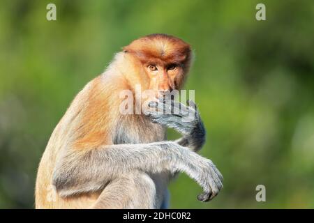Gros plan du singe proboscis féminin sur fond vert doux Banque D'Images