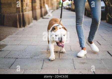 Section basse de la femme qui marche avec le boudogue anglais sur le trottoir Banque D'Images