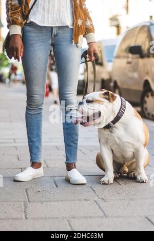 Coupe basse de la femme dans un Jean debout avec un chien de taureau anglais sur le trottoir de la ville Banque D'Images