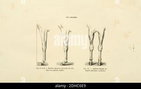 La connaissance générale du cheval (page 54) (6425268955). Banque D'Images